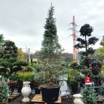 Jedľa srienistá (Abies concolor) - výška 20-30 cm, kont. C3L